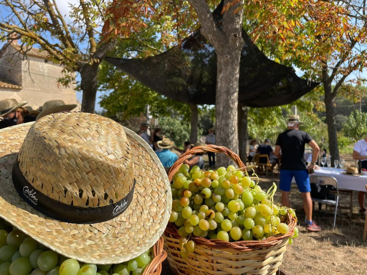 verema del cava